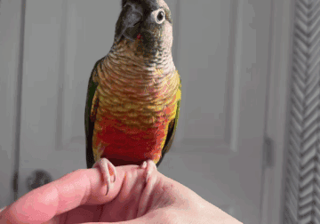 Tame Adult Male Yellow-Sided Green Cheek Conure